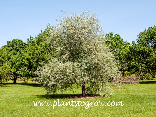 Silver Frost Weeping Willowleaf Pear (Pyrus)